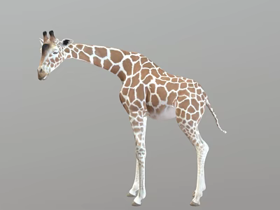 Graceful Giraffe With Brown White Spots And Long Neck Standing Tall 3d model