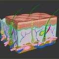 Human Head Scalp Skin Anatomical Structure With Layers Hair Follicles And Blood Vessels