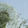Delicate Wildflower Display With Fluffy Dandelion Seeds And Clear Blue Sky