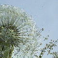 Modern Flower Dandelion Scattered 3d model