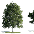 The Modern Tree 3d model