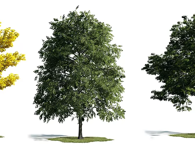 Three Arbor Varieties With Yellow And Green Foliage On Individual Lawns 3d model
