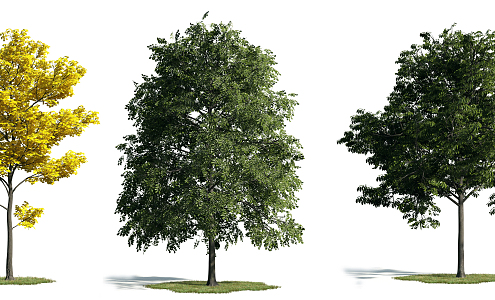 The Modern Tree 3d model