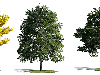 The Modern Tree 3d model