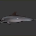 Realistic 3D Rendered Dolphin In Swimming Pose With Open Mouth And Smooth Skin
