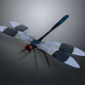 Dragonfly With Blue Black Body Orange Eyes And Black White Wings On Gray Background