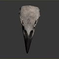 Anatomical Bird Skull with Long Sharp Beak Isolated on Gray Background