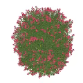 Lush Potted Flowering Plant with Green Leaves and Small Pink Flowers