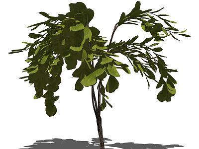 Shrub With Lush Green Leaves Graceful Brown Branches And Natural Form 3d model