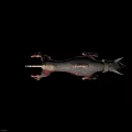 Scary Mutant Wolf 3D Model As Fictional Creature With Exposed Bones