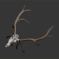 Modern Skull Goat Skull Antler Long Horn 3d model