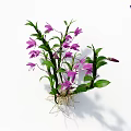 Beautiful Fresh Purple Flowers Growing With Lush Green Leaves And Exposed Roots