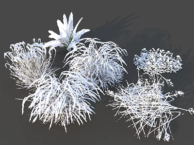 Decorative White Garden Plants With Different Feathery And Grass Like Shapes 3d model