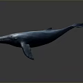 Blue Whale Majestic Aquatic Animal With Blue Coloration Graceful Swimming Posture Isolated On Gray Background
