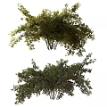 Lush Green Shrubs With Dense Branches And Vibrant Foliage For Garden Landscaping