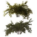 trees shrubs landscape trees 3d model