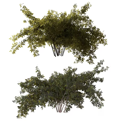 Lush Green Shrubs With Dense Branches And Vibrant Foliage For Garden Landscaping 3d model