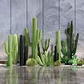 Various Cactus Potted Plants Arranged Against Gray Wooden Wall Background