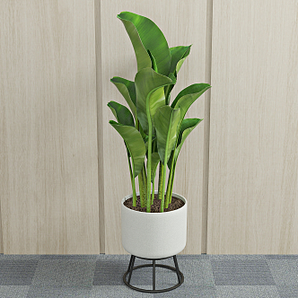 modern potted plant green plant 3d model