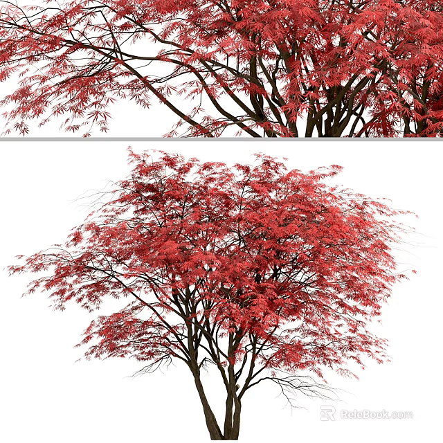 Vibrant Red Leaf Tree With Lush Foliage And Natural Branch Structure 3d model