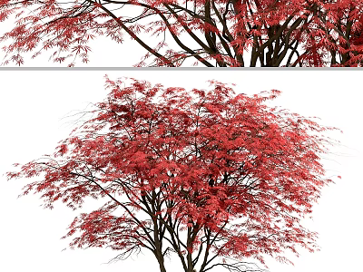 Vibrant Red Leaf Tree With Lush Foliage And Natural Branch Structure 3d model