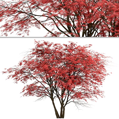 Vibrant Red Leaf Tree With Lush Foliage And Natural Branch Structure 3d model