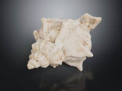 Sea Snail With White Shell Featuring Irregular Textured Protrusions On Dark Background 3d model