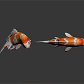 Two Colorful Koi Fish Swimming In White Background With Orange And White Patterns