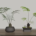 Green Leafy Bonsai Potted Plants In Gray Woven Round And Square Pots On Wooden Floor