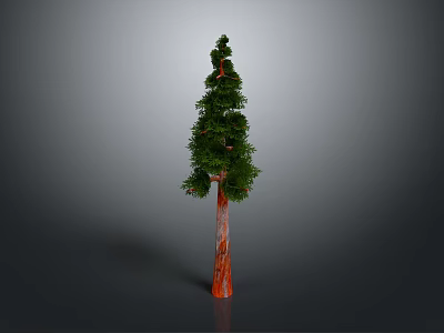 Tall Green Pine Tree With Orange Trunk And Lush Foliage On Gray Background 3d model