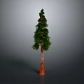 Tall Green Pine Tree With Orange Trunk And Lush Foliage On Gray Background