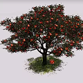 Lush Deciduous Tree With Red Fruits And Green Grass Around Fallen Fruit