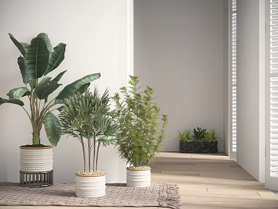 Indoor Bonsai Potted Plants With Green Leaves In White Ceramic Pots On Wooden Floor 3d model