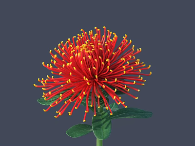Vibrant Red Flower With Yellow Stamens And Slender Petals On Green Stem 3d model