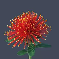 Vibrant Red Flower With Yellow Stamens And Slender Petals On Green Stem