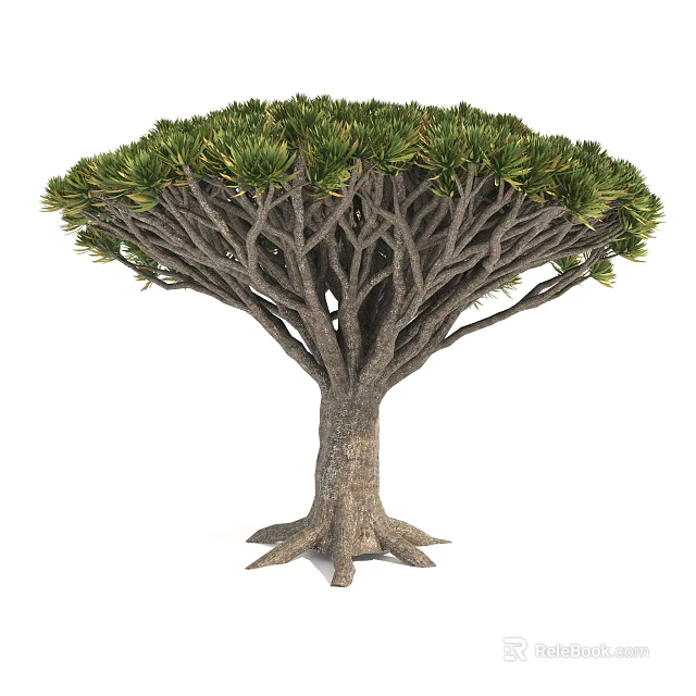 Dragon Tree Evergreen Arborescent Plant With Umbrella Shaped Canopy Thick Trunk And Exposed Roots 3d model 