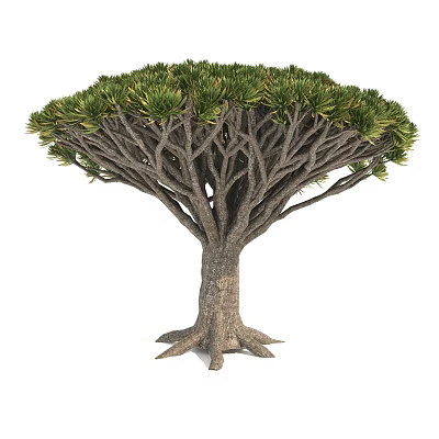 Dragon Tree Evergreen Arborescent Plant With Umbrella Shaped Canopy Thick Trunk And Exposed Roots 3d model