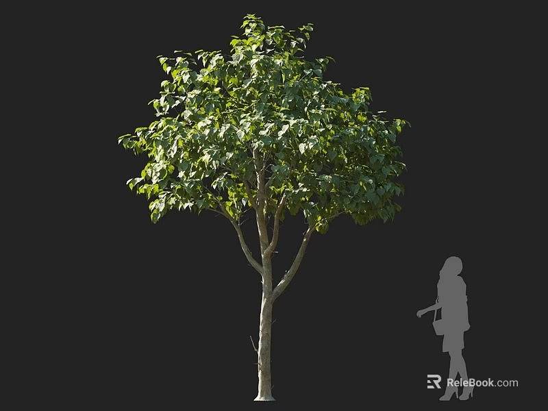 Tall Arbor With Lush Green Foliage And Human Silhouette On Dark Background 3d model 