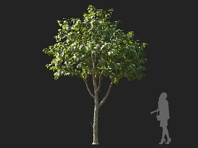 Tall Arbor With Lush Green Foliage And Human Silhouette On Dark Background 3d model