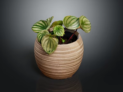 Beautiful Striped Leaf Houseplant In Textured Ceramic Pot On Dark Background 3d model