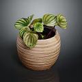 Beautiful Striped Leaf Houseplant In Textured Ceramic Pot On Dark Background