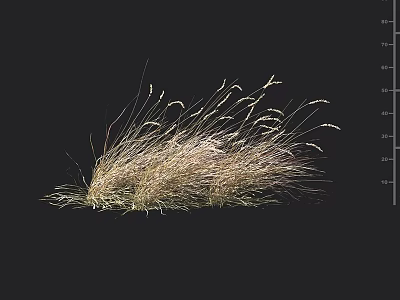 Natural Dry Grass Clump with Delicate Spikelet Tops on Black Background 3d model