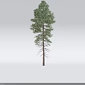 Tall Evergreen Arbor Featuring Lush Green Needles and Sturdy Brown Trunk in Natural Environment
