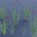Ornamental Grasses With Green Leaves And Purple Spikelets In Clusters