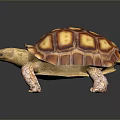 Turtle Cartoon Turtle Snapping Turtle Chickbill Turtle Reptile Cold Blooded Animal Reptile Class 3d model