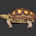 Turtle Turtle Cartoon Turtle Snapping Turtle Chickbill Turtle Reptile Cold Blooded Animal Reptile Reptile Class 3d model