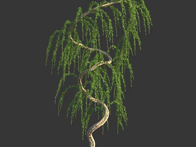 Spiral Trunk Arbor With Hanging Green Branches And Natural Foliage 3d model