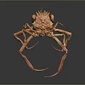 Red Crab with Long Legs and Complex Shell on Dark Background 3d model