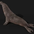 Walrus Aquatic Animal With Open Mouth And Wrinkled Skin In Resting Pose