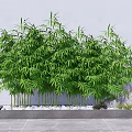 Lush Green Bamboo Planted in Rectangular Concrete Planter with White Pebbles Against Grey Wall Background
